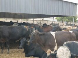 Filière lait au Burkina: le ministre Sombié réceptionne 710 vaches de races performantes
