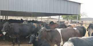 Filière lait au Burkina: le ministre Sombié réceptionne 710 vaches de races performantes