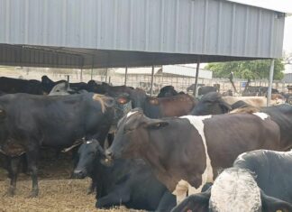 Filière lait au Burkina: le ministre Sombié réceptionne 710 vaches de races performantes