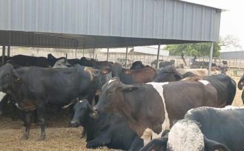 Filière lait au Burkina: le ministre Sombié réceptionne 710 vaches de races performantes