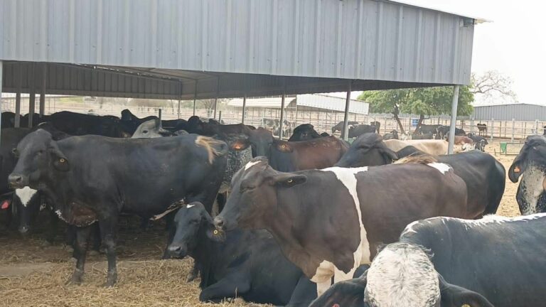 Filière lait au Burkina: le ministre Sombié réceptionne 710 vaches de races performantes