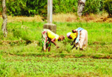 Plaine agricole de Bidiga: la sève nourricière d’une population résiliente