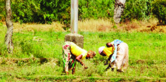 Plaine agricole de Bidiga: la sève nourricière d’une population résiliente