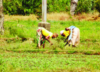 Plaine agricole de Bidiga: la sève nourricière d’une population résiliente