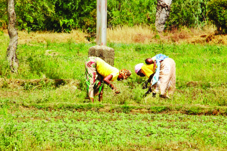 Plaine agricole de Bidiga: la sève nourricière d’une population résiliente