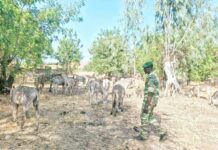 Lutte contre l’exportation illégale des Asins au Burkina Faso : Un convoi de 95 têtes d’Asins intercepté par les services des Eaux et Forêts !