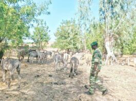 Lutte contre l’exportation illégale des Asins au Burkina Faso : Un convoi de 95 têtes d’Asins intercepté par les services des Eaux et Forêts !