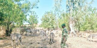 Lutte contre l’exportation illégale des Asins au Burkina Faso : Un convoi de 95 têtes d’Asins intercepté par les services des Eaux et Forêts !