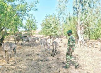 Lutte contre l’exportation illégale des Asins au Burkina Faso : Un convoi de 95 têtes d’Asins intercepté par les services des Eaux et Forêts !