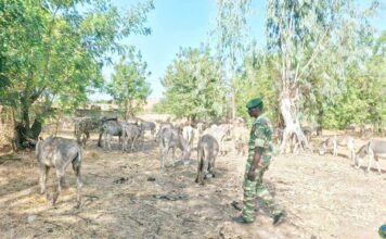 Lutte contre l’exportation illégale des Asins au Burkina Faso : Un convoi de 95 têtes d’Asins intercepté par les services des Eaux et Forêts !