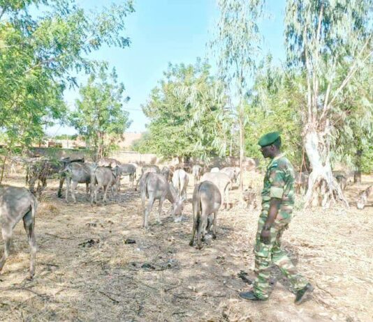 Lutte contre l’exportation illégale des Asins au Burkina Faso : Un convoi de 95 têtes d’Asins intercepté par les services des Eaux et Forêts !