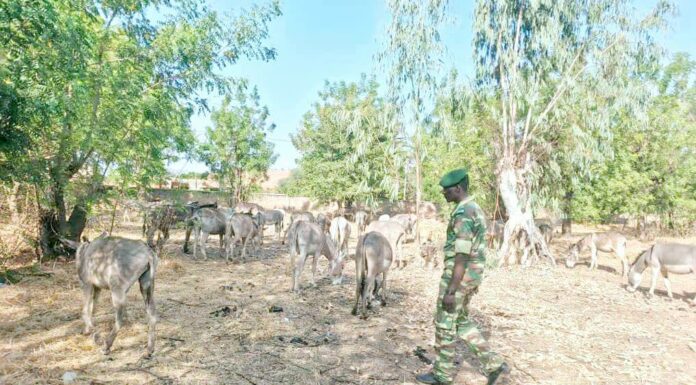 Lutte contre l’exportation illégale des Asins au Burkina Faso : Un convoi de 95 têtes d’Asins intercepté par les services des Eaux et Forêts !