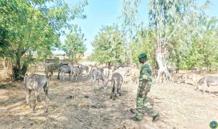Lutte contre l’exportation illégale des Asins au Burkina Faso : Un convoi de 95 têtes d’Asins intercepté par les services des Eaux et Forêts !