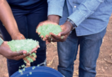 Production d’anacarde au Burkina Faso : « Barbary-Plante », un nouvel engrais pour mieux nourrir les plants