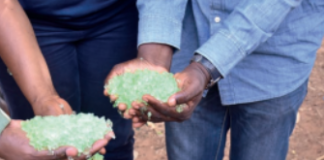 Production d’anacarde au Burkina Faso : « Barbary-Plante », un nouvel engrais pour mieux nourrir les plants