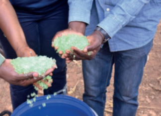 Production d’anacarde au Burkina Faso : « Barbary-Plante », un nouvel engrais pour mieux nourrir les plants