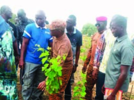 Commune de Bagré: un champ de vigne de 4 hectares force l’admiration à Bèga