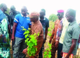 Commune de Bagré: un champ de vigne de 4 hectares force l’admiration à Bèga