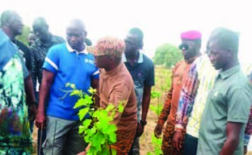 Commune de Bagré: un champ de vigne de 4 hectares force l’admiration à Bèga