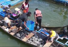 Initiative présidentielle pour la production agricole et l’autosuffisance alimentaire: 4e récolte satisfaisante de poisson en cages flottantes à Samendéni