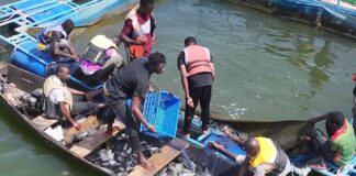 Initiative présidentielle pour la production agricole et l’autosuffisance alimentaire: 4e récolte satisfaisante de poisson en cages flottantes à Samendéni