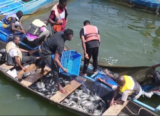 Initiative présidentielle pour la production agricole et l’autosuffisance alimentaire: 4e récolte satisfaisante de poisson en cages flottantes à Samendéni
