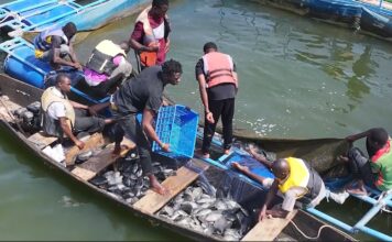 Initiative présidentielle pour la production agricole et l’autosuffisance alimentaire: 4e récolte satisfaisante de poisson en cages flottantes à Samendéni