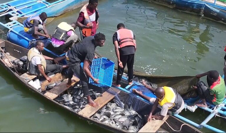 Initiative présidentielle pour la production agricole et l’autosuffisance alimentaire: 4e récolte satisfaisante de poisson en cages flottantes à Samendéni