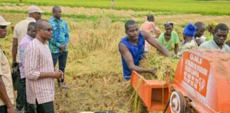 Plaine rizicole de Bama : le Premier ministre encourage les producteurs