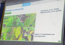 Sésame au Burkina Faso : une thèse ouvre la voie à une lutte écologique contre les maladies fongiques