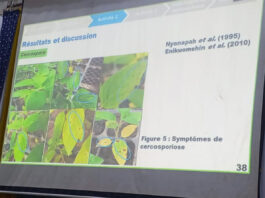 Sésame au Burkina Faso : une thèse ouvre la voie à une lutte écologique contre les maladies fongiques