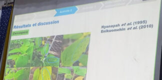 Sésame au Burkina Faso : une thèse ouvre la voie à une lutte écologique contre les maladies fongiques