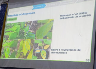 Sésame au Burkina Faso : une thèse ouvre la voie à une lutte écologique contre les maladies fongiques