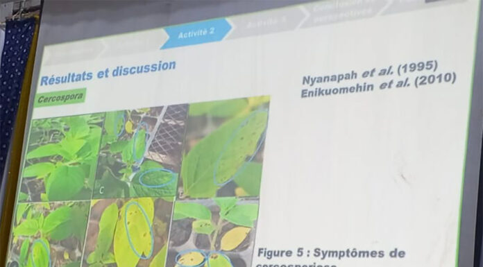 Sésame au Burkina Faso : une thèse ouvre la voie à une lutte écologique contre les maladies fongiques