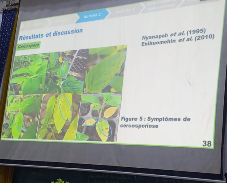 Sésame au Burkina Faso : une thèse ouvre la voie à une lutte écologique contre les maladies fongiques