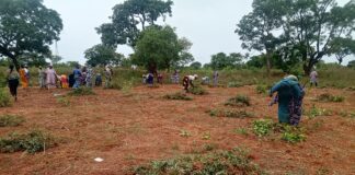 Champs de la paix de Farakoba et de Tolotalama dans le Houet: un modèle d’intégration réussie entre PDI et populations hôtes