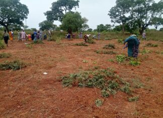 Champs de la paix de Farakoba et de Tolotalama dans le Houet: un modèle d’intégration réussie entre PDI et populations hôtes