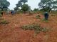Champs de la paix de Farakoba et de Tolotalama dans le Houet: un modèle d’intégration réussie entre PDI et populations hôtes