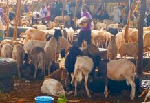 Bobo-Dioulasso: le prix du mouton en baisse suite à l’interdiction d’exportation