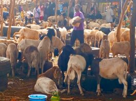 Bobo-Dioulasso: le prix du mouton en baisse suite à l’interdiction d’exportation