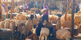 Bobo-Dioulasso: le prix du mouton en baisse suite à l’interdiction d’exportation