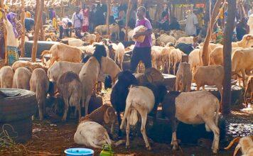 Bobo-Dioulasso: le prix du mouton en baisse suite à l’interdiction d’exportation