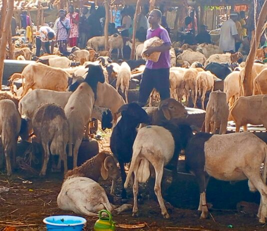 Bobo-Dioulasso: le prix du mouton en baisse suite à l’interdiction d’exportation