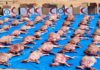 Fête de Tabaski: L’Association Alfawz offre 816 carcasses aux personnes vulnérables