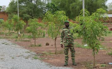 Reverdissement de la ville de Fada N’Gourma : Plus de 85% des plants mis en terre en 2025 ont survécu Plus de 85% des plants mis en terre en 2025 ont survécu.