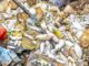 Mortalité de poissons au barrage n°3 de Ouagadougou : que révèlent les analyses du laboratoire ?