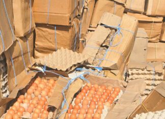 Gaoua : la Direction régionale de l’Industrie, du Commerce et de l’Artisanat de la région de Djôrô a saisi 6000 plaquettes d’œufs impropre à la consommation