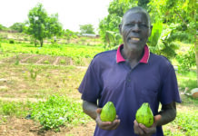 Commune de Tanghin-Dassouri: d’une simple noix, un avocatier est l’attraction de Lougsi