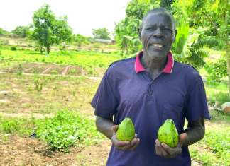 Commune de Tanghin-Dassouri: d’une simple noix, un avocatier est l’attraction de Lougsi