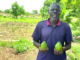 Commune de Tanghin-Dassouri: d’une simple noix, un avocatier est l’attraction de Lougsi